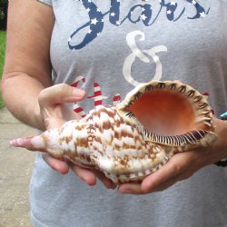 Caribbean Triton seashell 9-1/2 inches long for $29