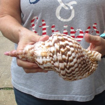Caribbean Triton seashell 9-1/2 inches long for $29