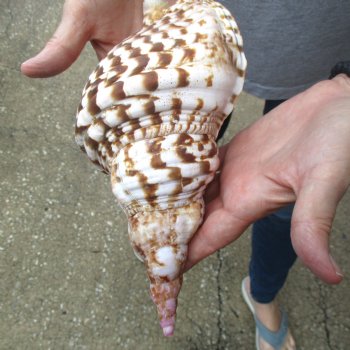 Caribbean Triton seashell 9-1/2 inches long for $29