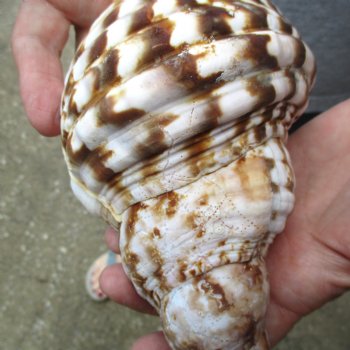 Caribbean Triton seashell 9-1/2 inches long for $29