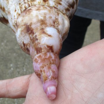 Caribbean Triton seashell 9-1/2 inches long for $29