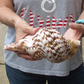 Caribbean Triton seashell 9-1/2 inches long for $29