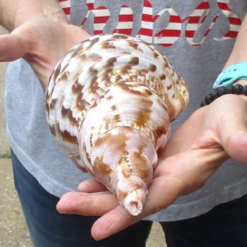 Caribbean Triton seashell 9-1/2 inches long for $29