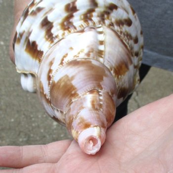 Caribbean Triton seashell 9-1/2 inches long for $29
