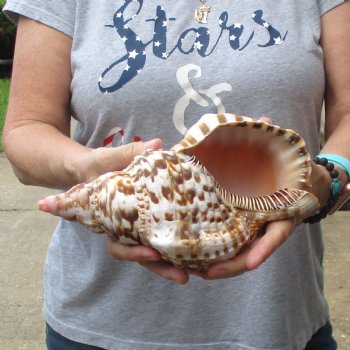 Caribbean Triton seashell 9-1/2 inches long for $29