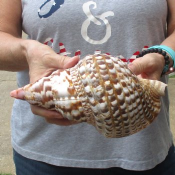 Caribbean Triton seashell 9-1/2 inches long for $29