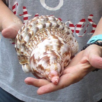 Caribbean Triton seashell 9-1/2 inches long for $29