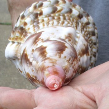 Caribbean Triton seashell 9-1/2 inches long for $29