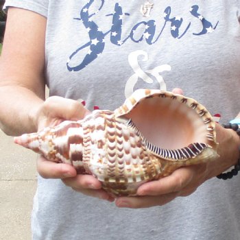 Caribbean Triton seashell 9 inches long for $29
