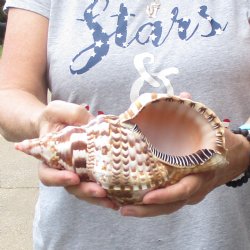 Caribbean Triton seashell 9 inches long for $29