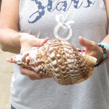 Caribbean Triton seashell 9 inches long for $29