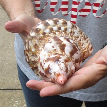 Caribbean Triton seashell 9 inches long for $29
