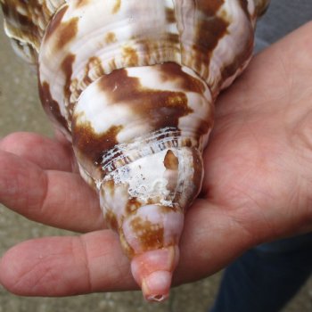 Caribbean Triton seashell 9 inches long for $29