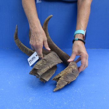 Buy this 3 piece lot of 23 & 26 inch B-Grade Goat Horns from Africa for $18/lot 
