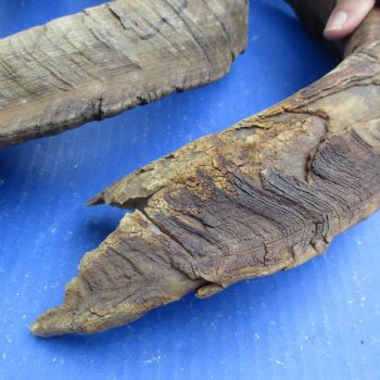 Buy this 3 piece lot of 23 & 26 inch B-Grade Goat Horns from Africa for $18/lot 