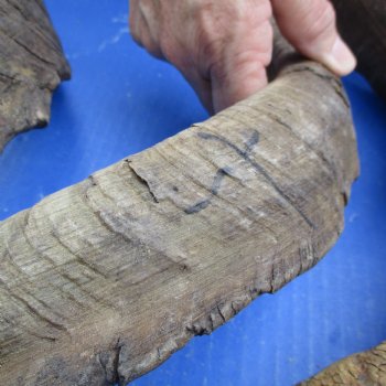 Buy this 3 piece lot of 23 & 26 inch B-Grade Goat Horns from Africa for $18/lot 