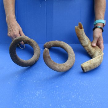 Buy this 3 piece lot of 19 & 29 inch B-Grade Goat Horns from Africa for $18/lot 