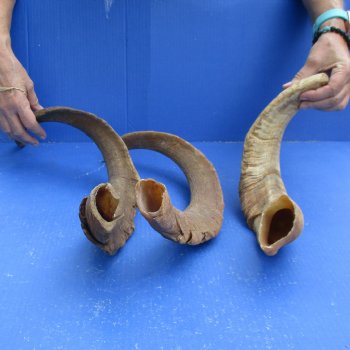 Buy this 3 piece lot of 19 & 29 inch B-Grade Goat Horns from Africa for $18/lot 