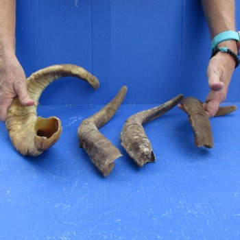 Buy this 4 piece lot of 13 to 21 inch Goat Horns from Africa for $25/lot 