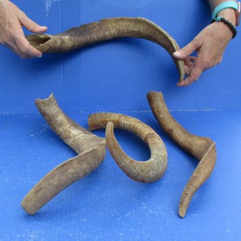 Buy this 4 piece lot of 19 to 21 inch Goat Horns from Africa for $35/lot 