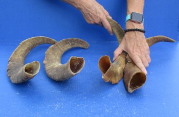 Buy this 4 piece lot of 19 to 21 inch Goat Horns from Africa for $35/lot 