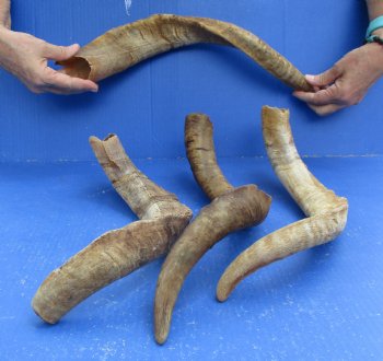 Buy this 4 piece lot of 19 to 22 inch Goat Horns from Africa for $35/lot 