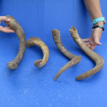 Buy this 4 piece lot of 19 to 21 inch Goat Horns from Africa for $35/lot 