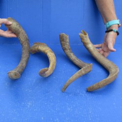 Buy this 4 piece lot of 19 to 21 inch Goat Horns from Africa for $35/lot 