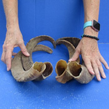 Buy this 4 piece lot of 19 to 21 inch Goat Horns from Africa for $35/lot 