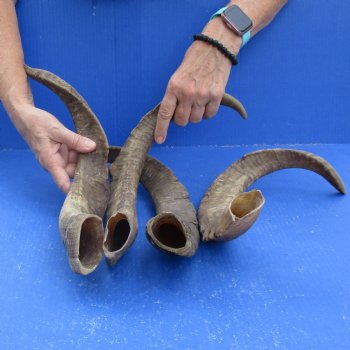Buy this 4 piece lot of 19 to 22 inch Goat Horns from Africa for $35/lot 