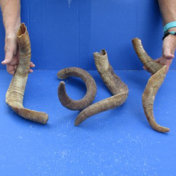 Buy this 4 piece lot of 19 to 21 inch Goat Horns from Africa for $35/lot 