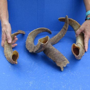 Buy this 4 piece lot of 19 to 21 inch Goat Horns from Africa for $35/lot 