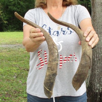 Buy this 2 piece lot of 22 inch Goat Horns from Africa for $30/lot 