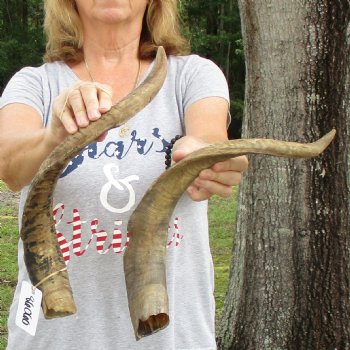 Buy this 2 piece lot of 22 inch Goat Horns from Africa for $30/lot 
