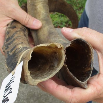 Buy this 2 piece lot of 22 inch Goat Horns from Africa for $30/lot 
