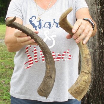 Buy this 2 piece lot of 22 and 24 inch Goat Horns from Africa for $30/lot 