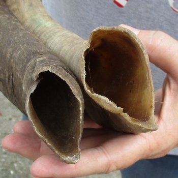 Buy this 2 piece lot of 22 and 24 inch Goat Horns from Africa for $30/lot 