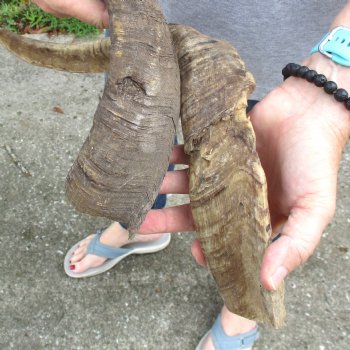 Buy this 2 piece lot of 22 and 24 inch Goat Horns from Africa for $30/lot 