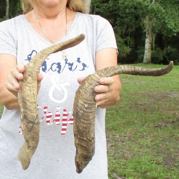 Buy this 2 piece lot of 23 & 27 inch Goat Horns from Africa for $30/lot 
