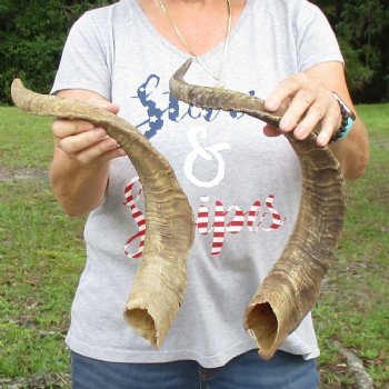 Buy this 2 piece lot of 23 & 27 inch Goat Horns from Africa for $30/lot 