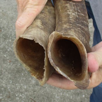 Buy this 2 piece lot of 23 & 27 inch Goat Horns from Africa for $30/lot 