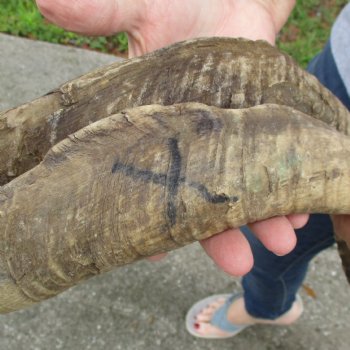 Buy this 2 piece lot of 23 & 27 inch Goat Horns from Africa for $30/lot 
