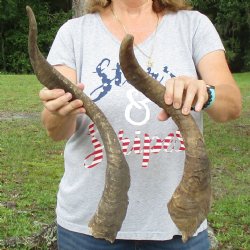 Buy this 2 piece lot of 23 & 25 inch Goat Horns from Africa for $30/lot 