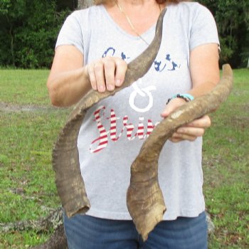 Buy this 2 piece lot of 23 & 25 inch Goat Horns from Africa for $30/lot 