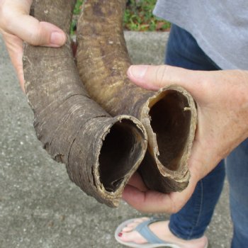 Buy this 2 piece lot of 23 & 25 inch Goat Horns from Africa for $30/lot 