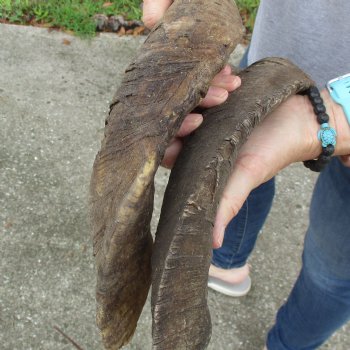 Buy this 2 piece lot of 23 & 25 inch Goat Horns from Africa for $30/lot 