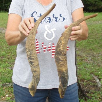 Buy this 2 piece lot of 23 and 24 inch Goat Horns from Africa for $30/lot 