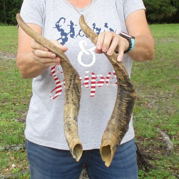 Buy this 2 piece lot of 23 and 24 inch Goat Horns from Africa for $30/lot 
