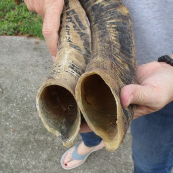 Buy this 2 piece lot of 23 and 24 inch Goat Horns from Africa for $30/lot 