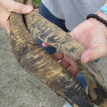 Buy this 2 piece lot of 23 and 24 inch Goat Horns from Africa for $30/lot 